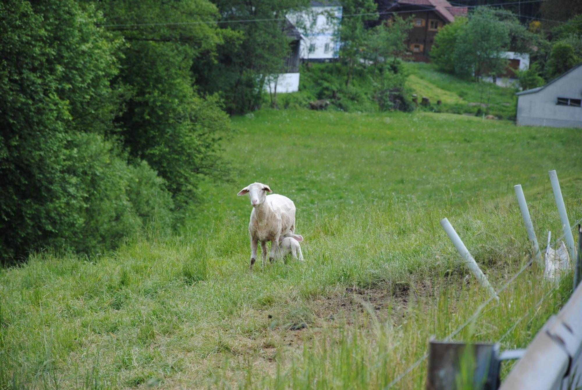 Landgasthof Seyrlberg Reichenau im Mühlkreis Екстериор снимка